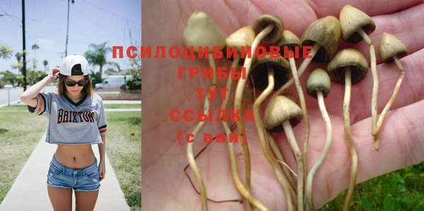 прущие грибы Алексеевка
